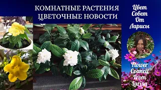 КОМНАТНЫЕ РАСТЕНИЯ | ЦВЕТОЧНЫЕ НОВОСТИ 4К