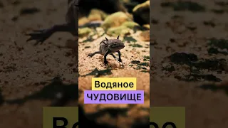 ВОДЯНОЕ ЧУДОВИЩЕ. Что это?