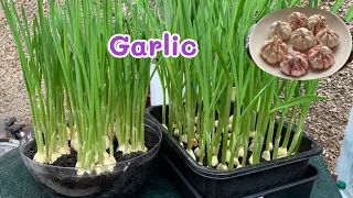 growing GARLIC for stir fry noodles 🌱🧄เพาะกระเทียมกินใบ🌱🧄🧄