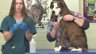 Veterinary Procedure - Drawing Blood