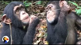 Baby Chimps Who Lost Their Moms Grow Up Together | The Dodo