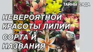 Азиатские лилии.Сорта лилий с названиями. Виды лилий. Обзор лилий. Шикарные лилии для моего сада!