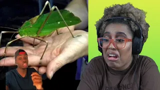 Casual Geographic: If You're Afraid Of Bugs, Don't Watch This | REACTION