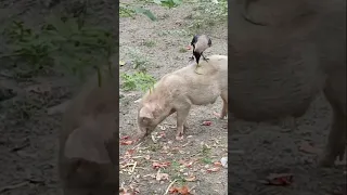 Kauwa & Dukkar Ki Yari (Crow & Pig Friendship)