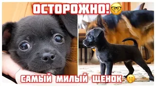 Я в ШОКЕ от этой милоты. Самый няшный щенок!