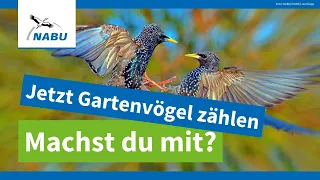 Die große Vogelzählung beginnt