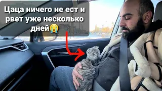 Я не хочу потерять Цацу😔. Сбили собаку и скрылись с места, отказали лапы?🤯