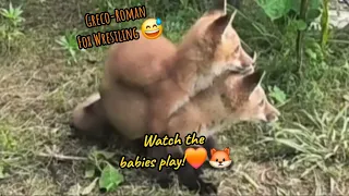 Watch the babies play. #trending #cute #wildlife #nature #outdoors #funny #baby #babies #puppy #lol