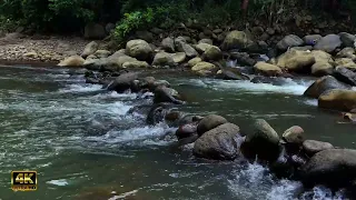 Calming Sound of Flowing River Water - Relaxing Nature Sounds for Meditation - Bird Sound Therapy
