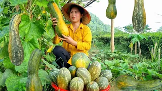 Harvesting the giant Pumpkin garden go to the Market sell - Bone broth with Pumpkin | Tran Thi Huong