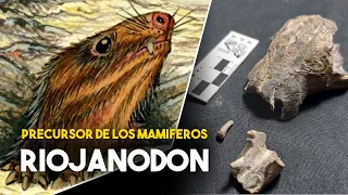 RIOJANODON - El precursor de los Mamiferos - Nota en el Museo Argentino de Ciencias Naturales.