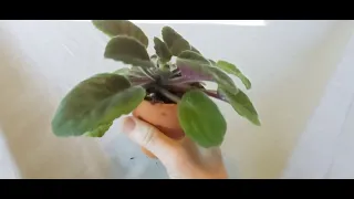 African Violet Not Flowering - EARTHQUAKE YOUR POT FOR HEAPS OF BLOOMS - Here's How You Do It!!!!!