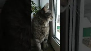 Кішка розмовляє з пташками (кошка разговаривает с птичками)