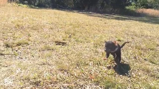 Baby Tasmanian Devil Will Chase You DOWN