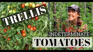 How to Prune and Train Indeterminate Tomatoes-- Healthy Plants & Easy Harvests!