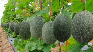 How To Grow Huge Melon From Seed - Agriculture Technology