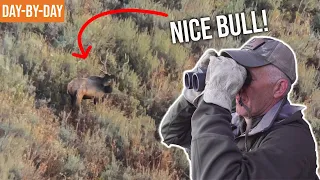 SO MANY BULL ELK | A Wyoming Backcountry Elk Hunt with LLAMAS (Ep.1)