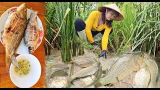 Harvest carp from the fields to sell and enjoy delicious grilled carp
