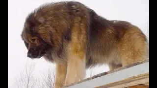 Leonberger Strong German Breed