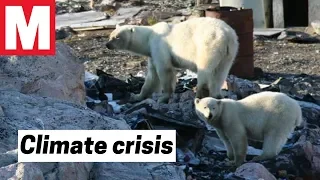 Starving polar bears terrorise towns in desperate search for food