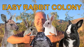 Raising Colony Rabbits The Easy Way