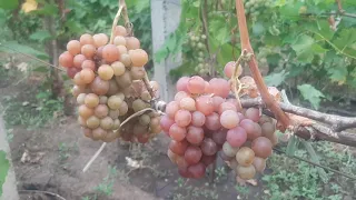 Зигерребе - технический виноград с обалденным вкусом