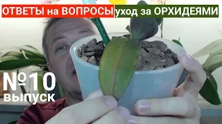 орхидея в домашних условиях, ОСВЕЩЕНИЕ и ПОДСВЕТКА ОРХИДЕЙ, КОНКУРС на КАНАЛЕ