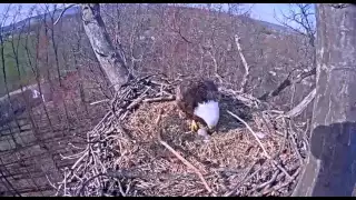 Hanover Eagle Male Incubating Remaining Egg