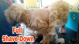 Alright matted Dog Grooming full-shavedown