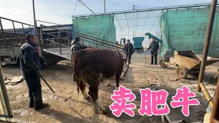 They sold cattle while Jiangnan was away, reaching 1210kg in 5.5 months. Is a $1500 profit fair?