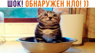 НЕОПОЗНАННЫЙ ТЫГЫДЫКАЮЩИЙ ОБЪЕКТ! ))) Приколы с котами | Мемозг 1151