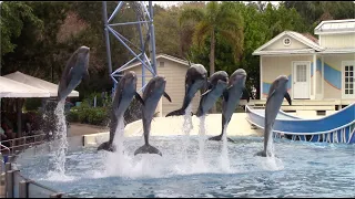 Dolphin Days (Full Show) - SeaWorld Orlando - January 13, 2021