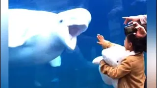 A Real Beluga Whale Meets A Stuffed One. What Happens Next Is Adorable