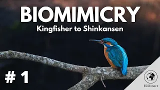 A Kingfisher Inspired Bullet Train, Shinkansen | Biomimicry | Episode 1