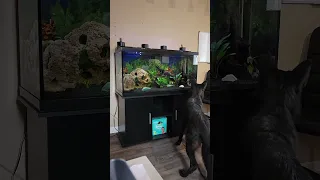 Another office dog checking out the fish in my aquarium