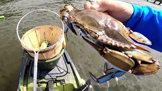 MONSTER MARYLAND CRABS . Kayak Crabbing for Jumbo Blue Crabs on the Bay .