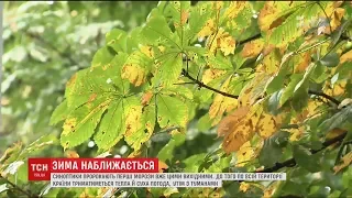 Протягом робочого тижня в Україні триматиметься тепла погода