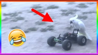 ►►FUNNIEST ANIMALS COMPILATION #2│it's FUNDAY◄◄