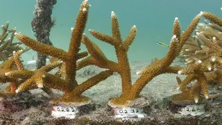 Bahamalar: Doğa dostu şirket '50 kat hızla' senede 1 milyar mercan resifi yetiştirecek