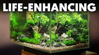 7 Hidden Benefits Of Keeping An Aquarium