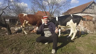 Остання можливість тримати корів в Україні, без череди та луків