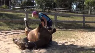 Horse laying on her back for belly rubs!