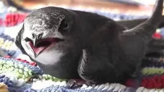 Saved a common swift - Mauersegler gerettet (Apus apus)