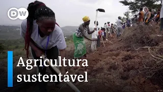 Testando os princípios da permacultura no Uganda