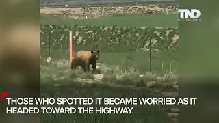 Caught on camera: Bear causes highway shutdown