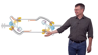 Stephen P. Bell (MIT / HHMI) 1b: Chromosomal DNA Replication: Initiation of DNA Replication