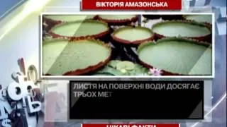 Цікаві факти про рослину "Вікторія амазонсь...