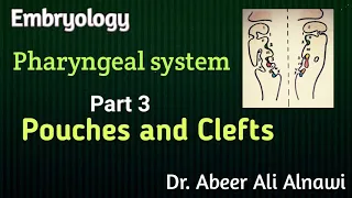 Embryology/ 3- Pharyngeal pouches and clefts /Dr.Abeer Ali Alnawi
