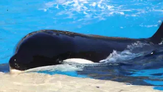 Ulises - Orca Encounter