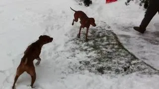 Vizslas in the snow